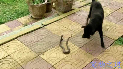 timg.gif